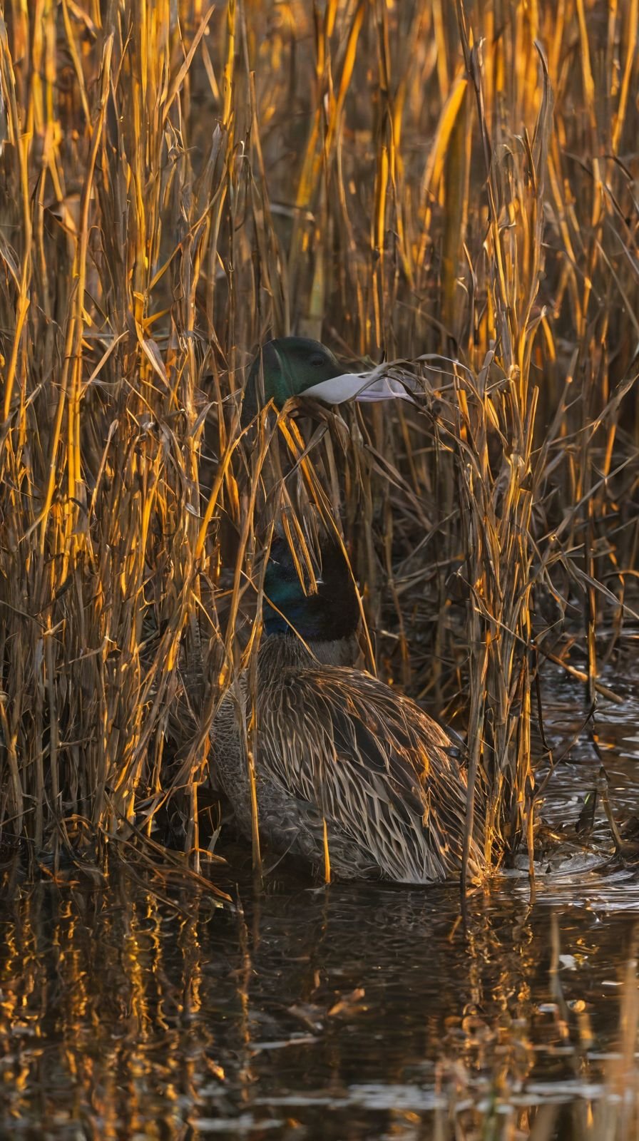 Iridescent Bird of Aquatic Reeds at Dusk in the Jurassic Era